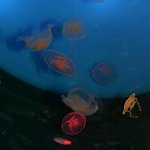 la planète des méduses