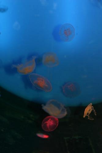 la planète des méduses